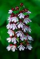 Bboros kosbor (Orchis purpurea)