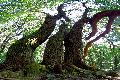 Tncol juharok (Acer campestre:) a Remeteszurdokban