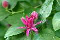 Fszercserje (Calicantus) virga; illatosnak nevezik, leginkbb plinkacefrre emlkeztet a szimata...